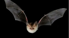 Bat